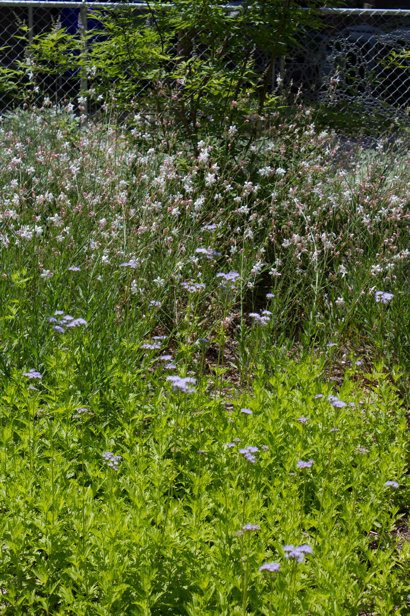 above front: the Blue mistflower; towards the back: White Gaura