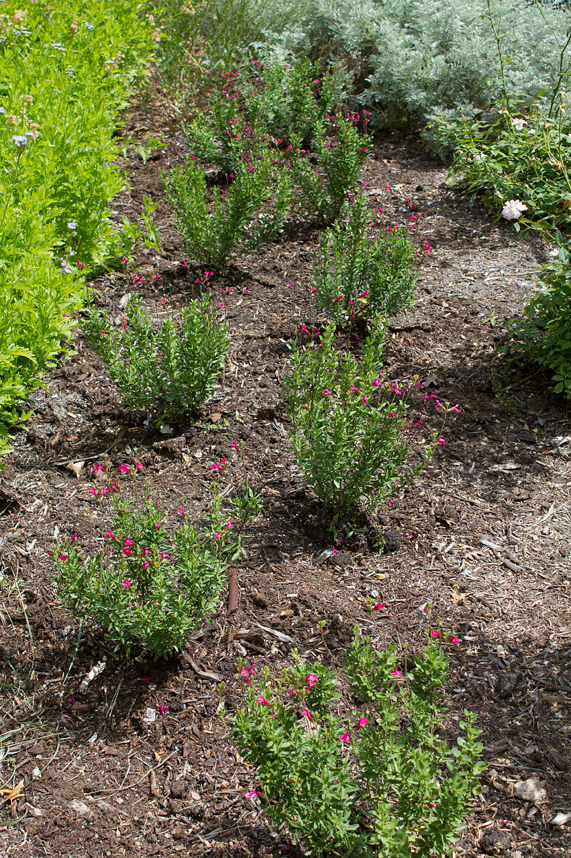 Nine newly planted Pink Preference Autumn Sage.