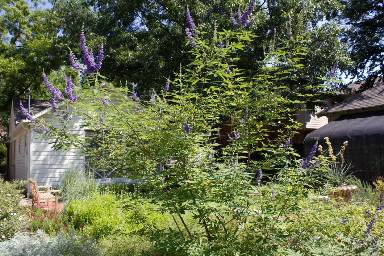 This shrub doesn’t seem to be the least bit phased by our extremely hot summer.