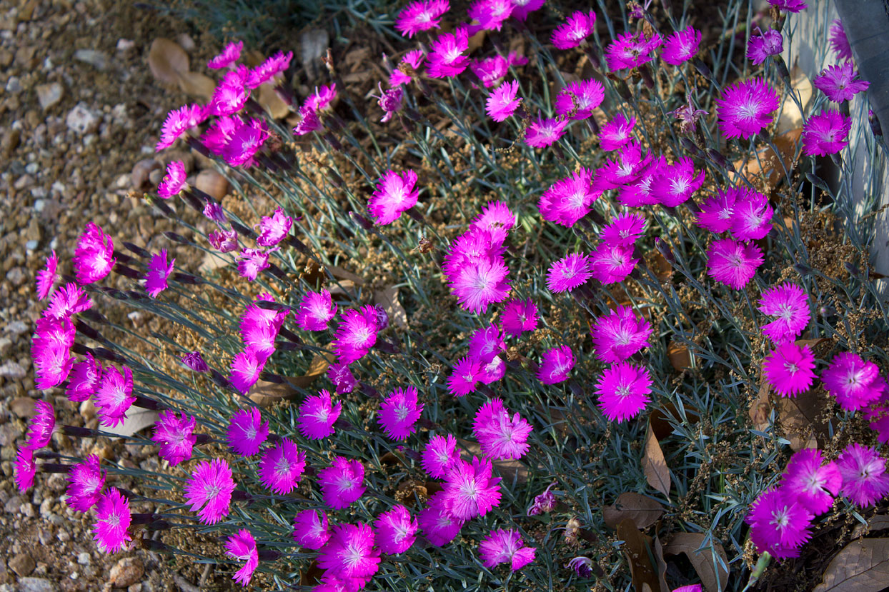 After today’s tragedy, a garden can offer escape and a little beauty.