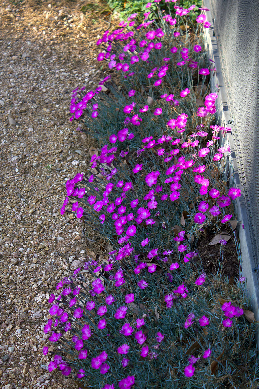 (above) This row is growing along the west side of my greenhouse.