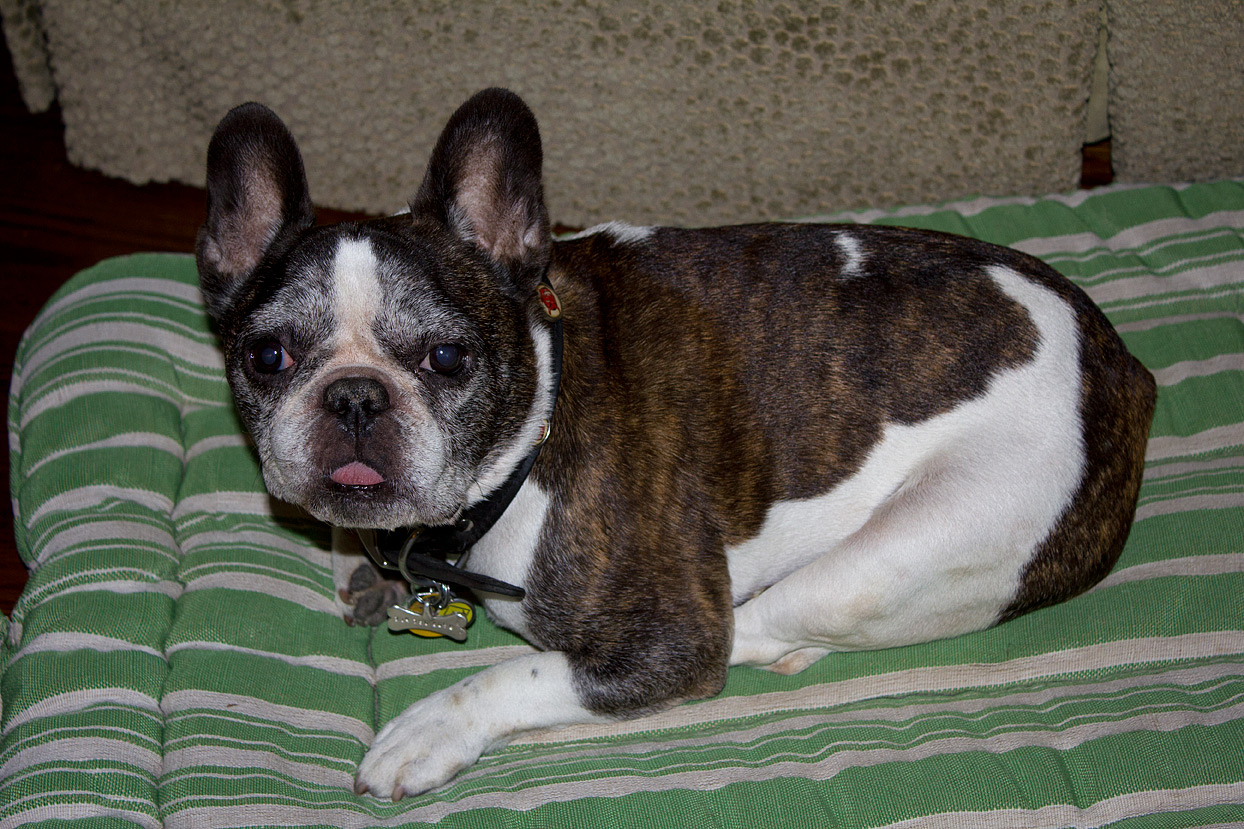 This photo of Bubba was taken on August 22, 2012.