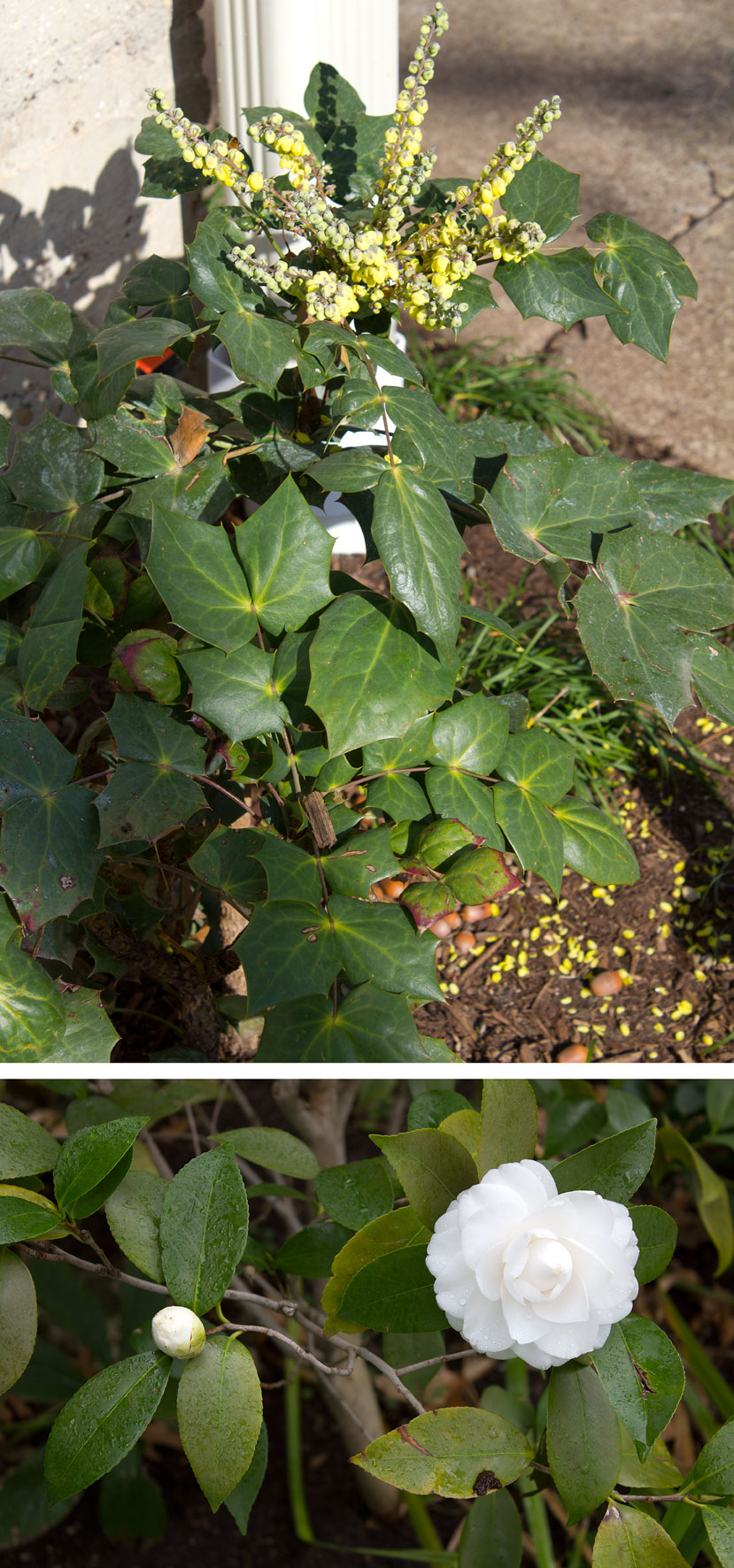 (top) Leatherleaf Mahonia (Mahonia bealei); (bottom) Camellia