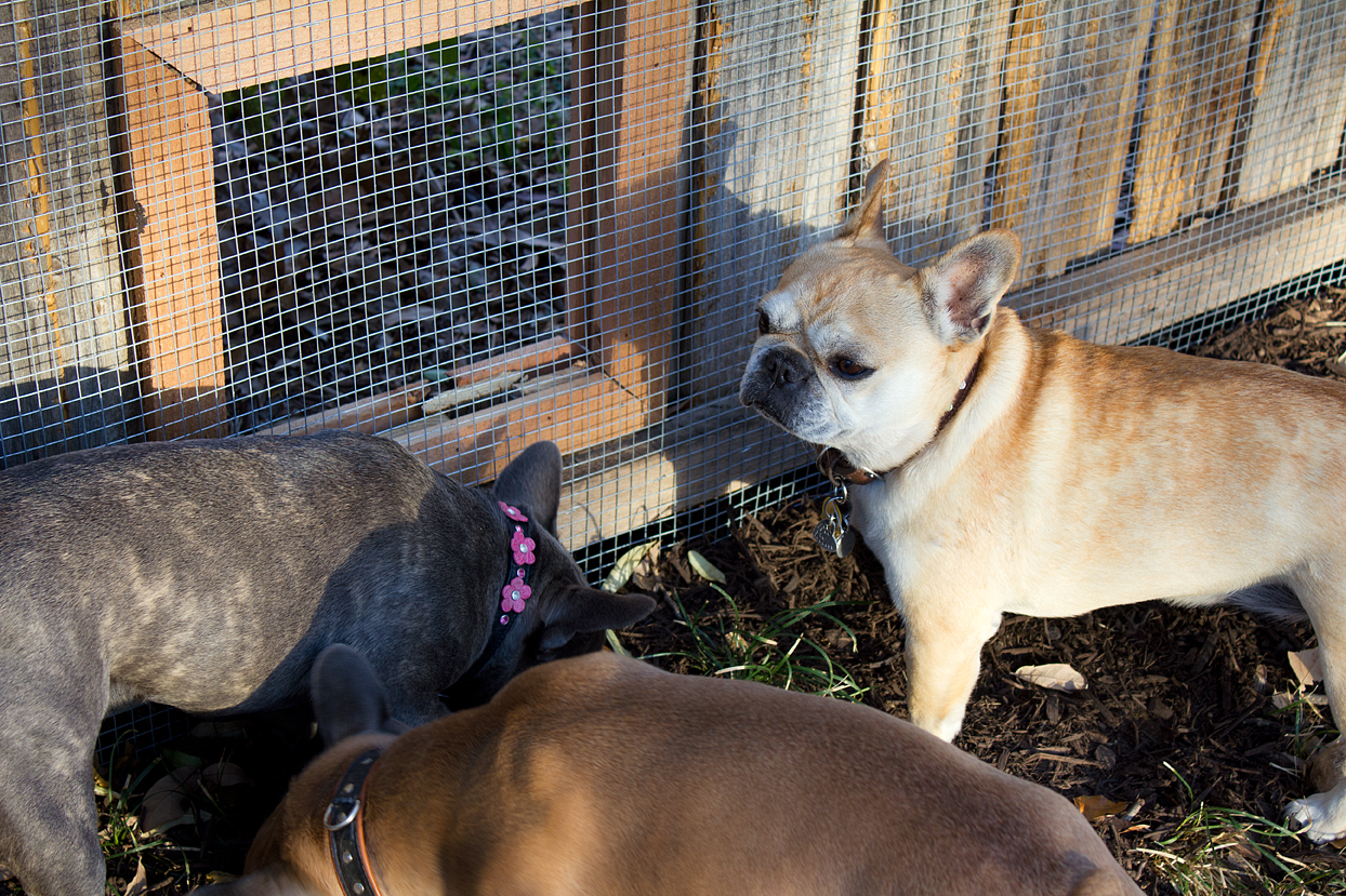 Since the neighbor’s dogs weren’t outside, I had to entice my dogs into posing with scattered treats at the base of the fence. Only Bertha showed me a profile, while the twins were inhaling mulch.