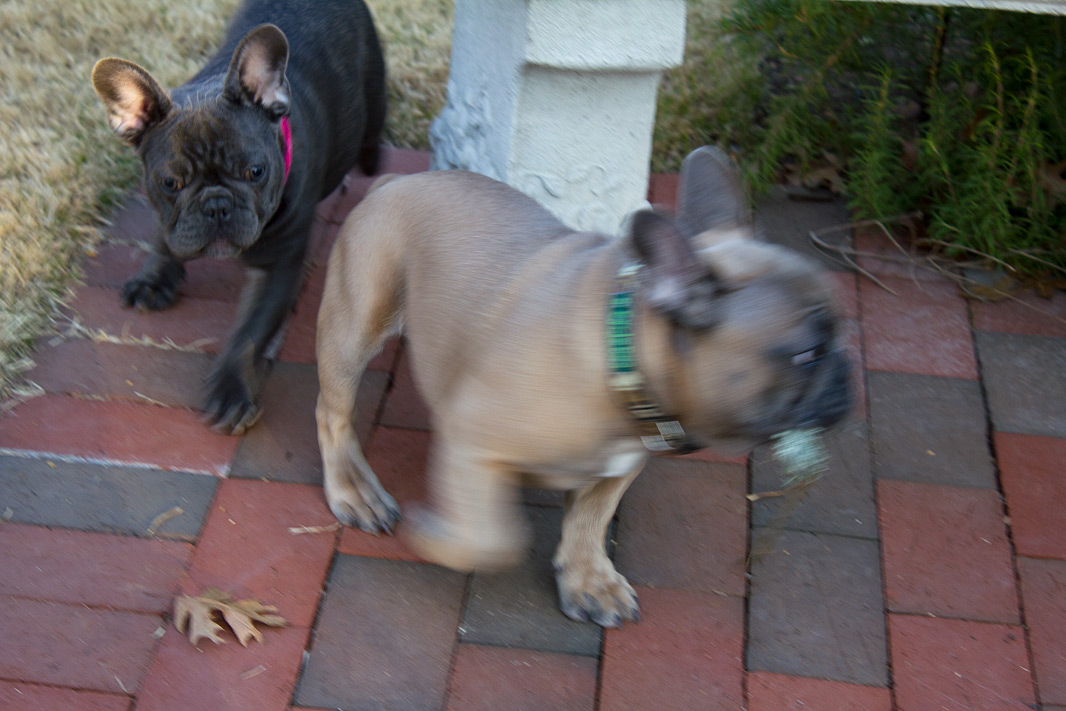 (above) Yep, the twins prefer garden bits over their toys.