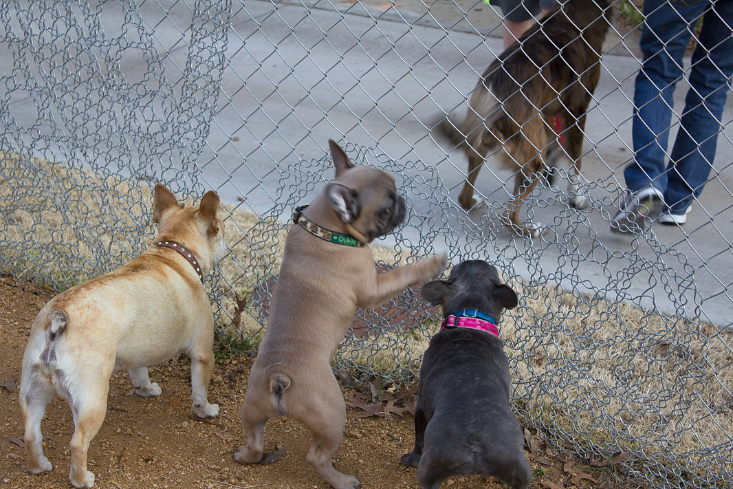 (above) The neighborhood greeting committee.