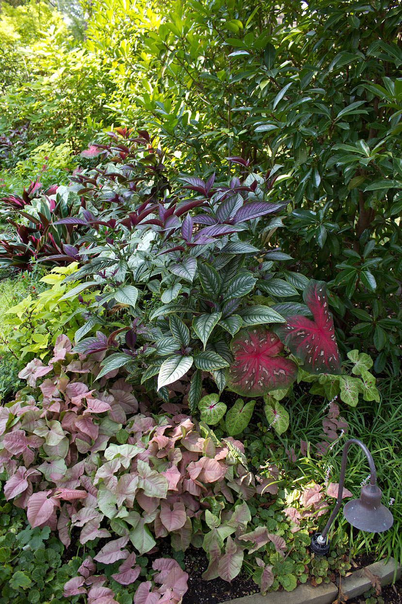 (above) This shot was taken last summer. The Syngonium Neon Tetra is the pink stuff in the lower left corner.