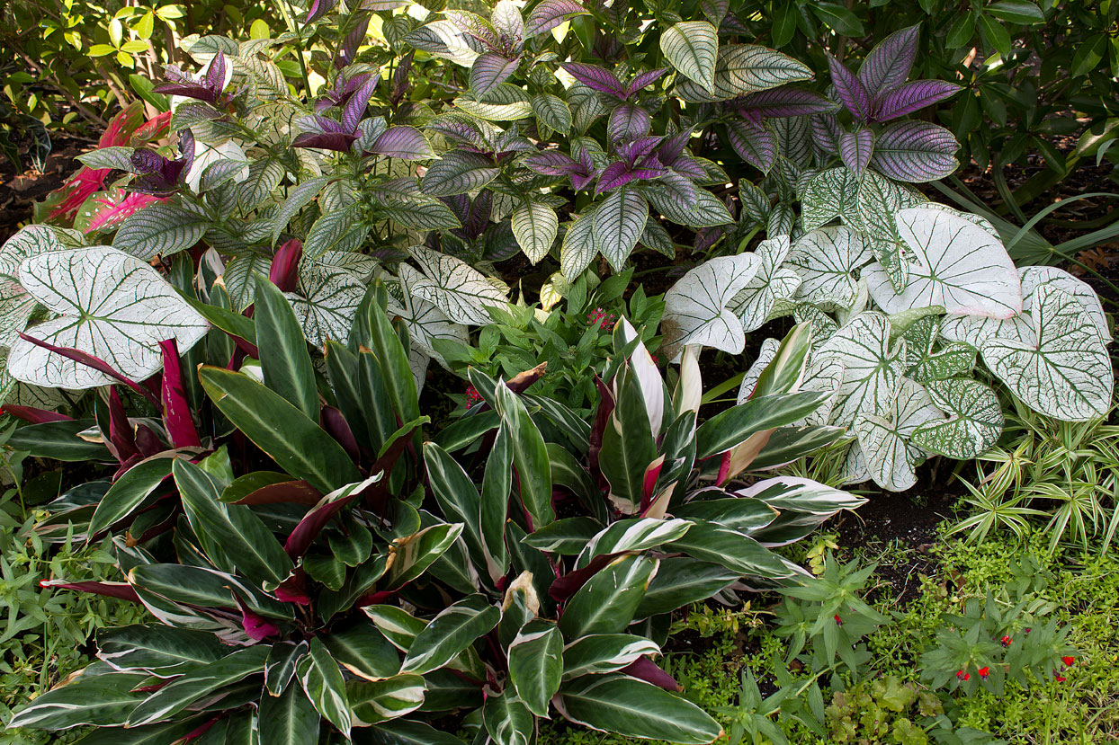 (above) Again, another shot taken last summer. The Stromanthe Tricolor is the stripy red, white, and green plant in the foreground.