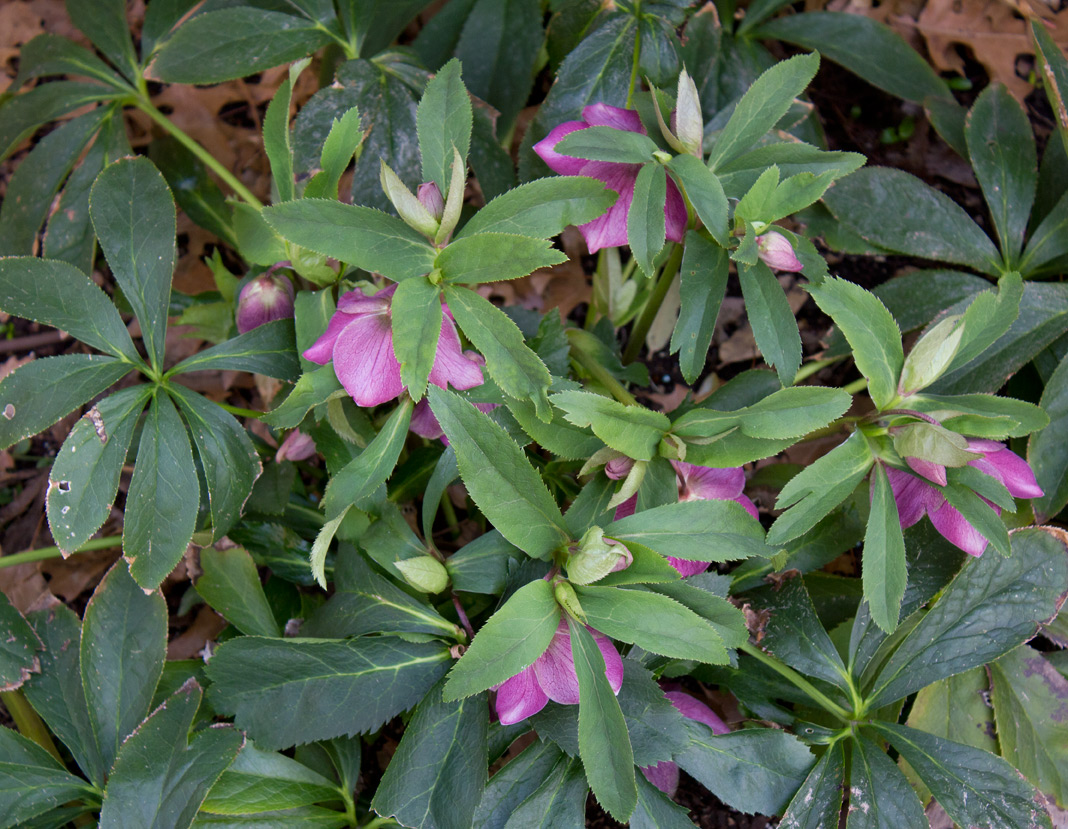 (above) There are three different colors of Lenten roses in my shade garden. This is the red version.