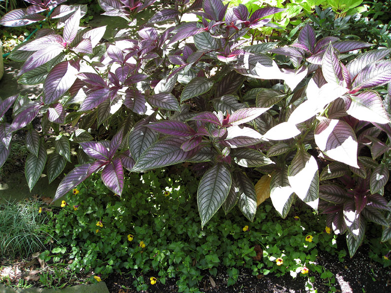 (above) This photo was taken during the summer of 2009 and shows the Torenia Golden Moon in the foreground under the Persian Shield.