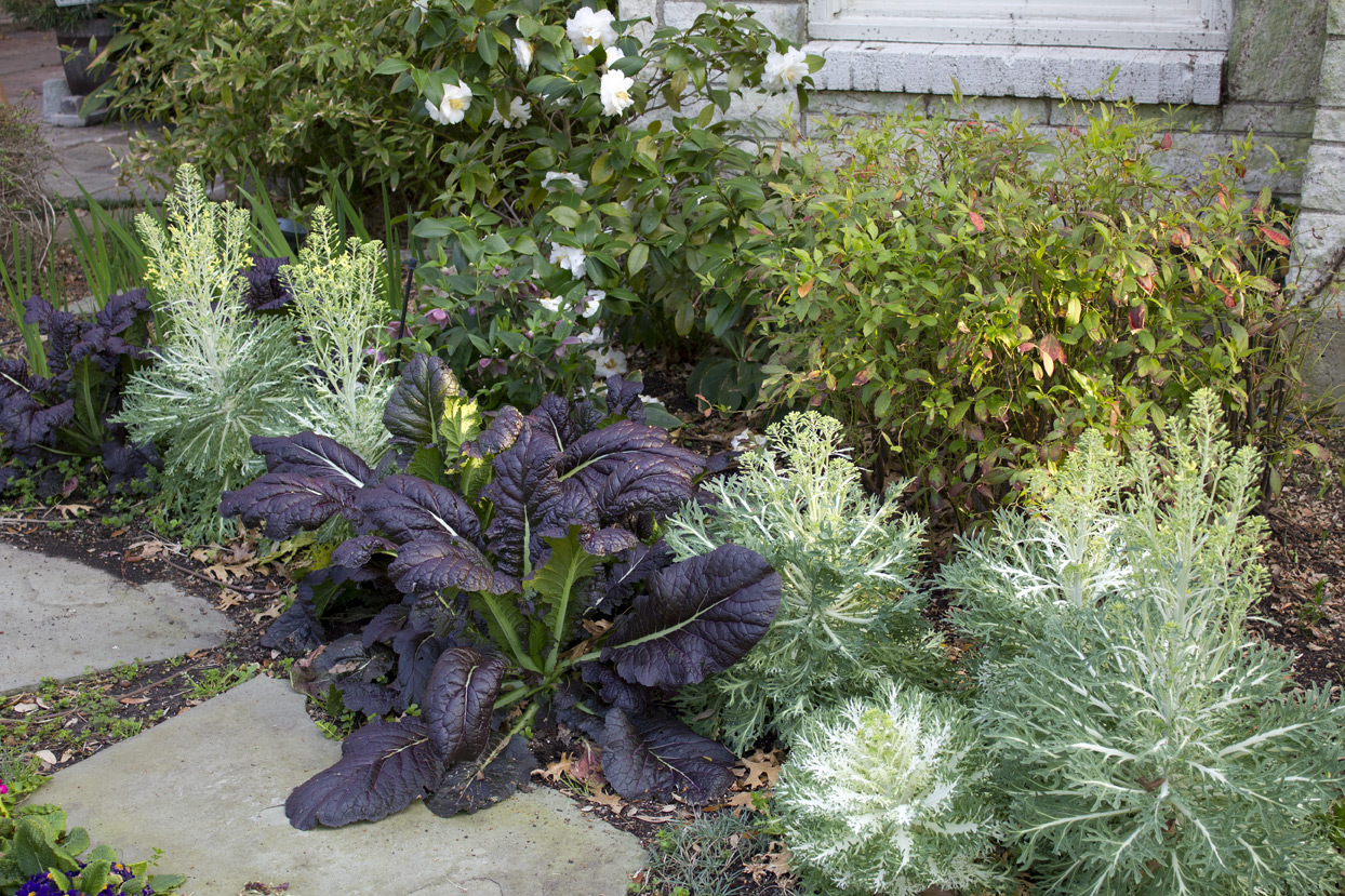 (above) Mustard and kale with my one and only Camellia shrub blooming behind them.