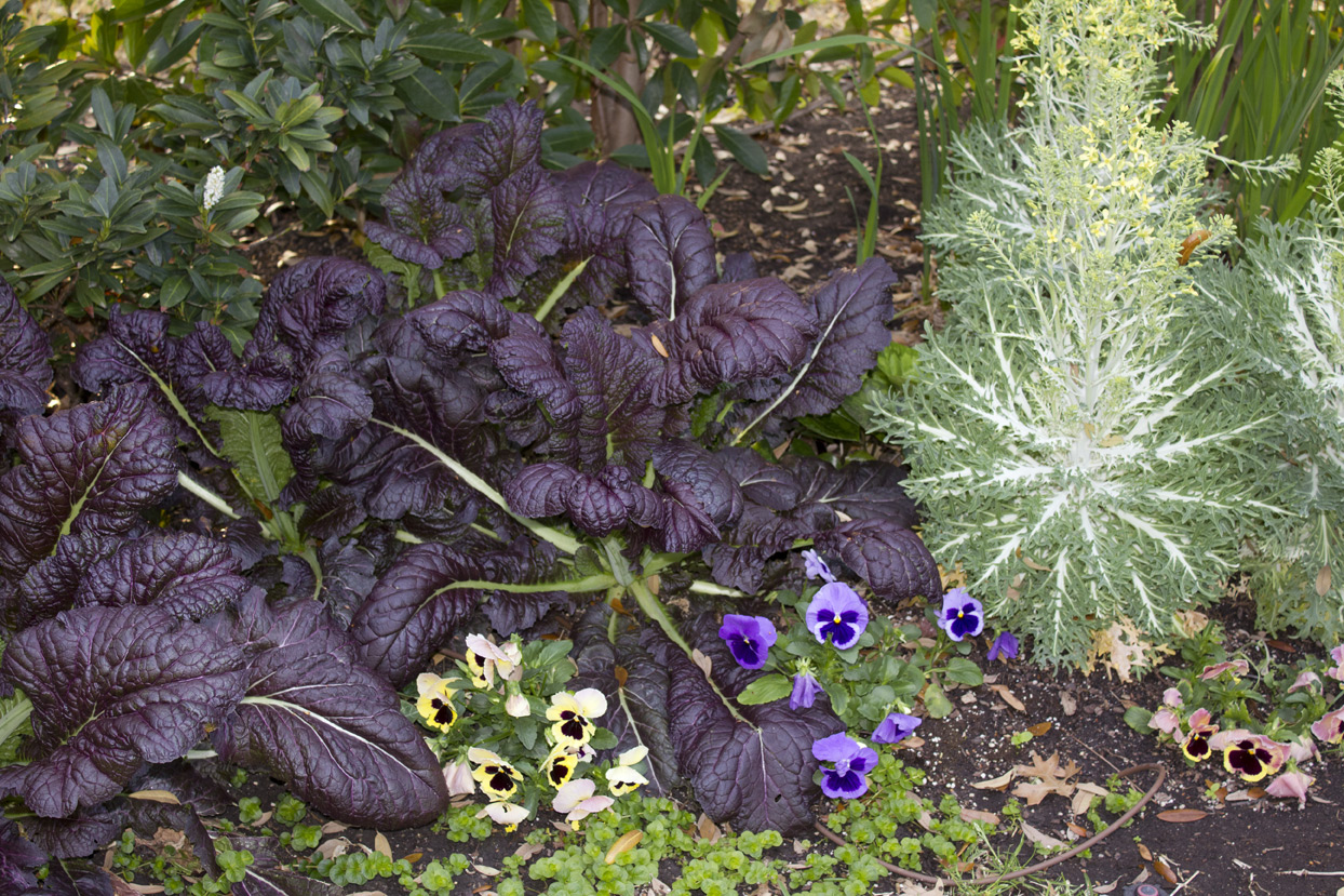 The pansies look like they're screaming for help.