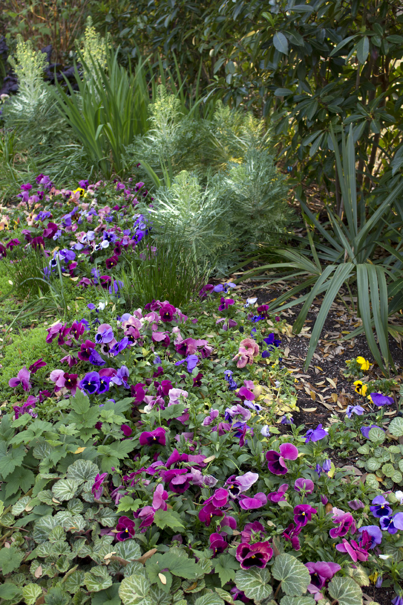(above) Since this photo was taken, a lot of the pansies have succumbed to the past two weeks of mid eighties temperature. Notice the Louisiana Iris shooting up, and this is after I chopped it down twice during the winter.