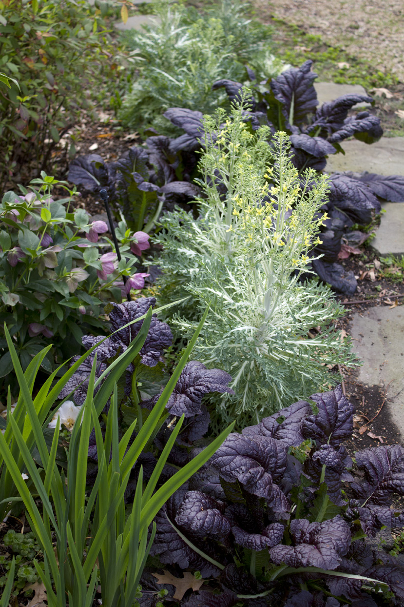(above) Notice the Lenten Rose on the left. Its red-blue color complements the Giant Red Mustard and kale plantings.