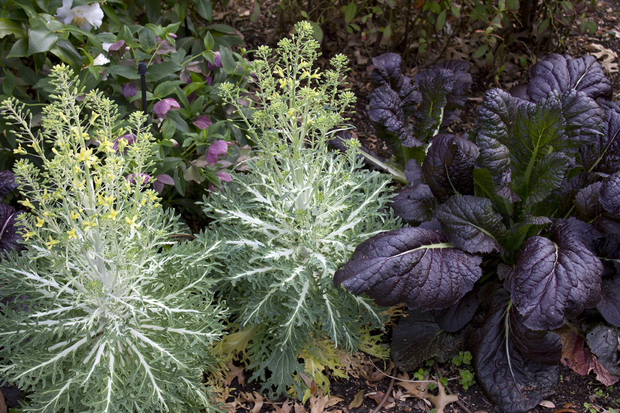 (above) Another view of the Lenten rose, mustard, and kale grouping.