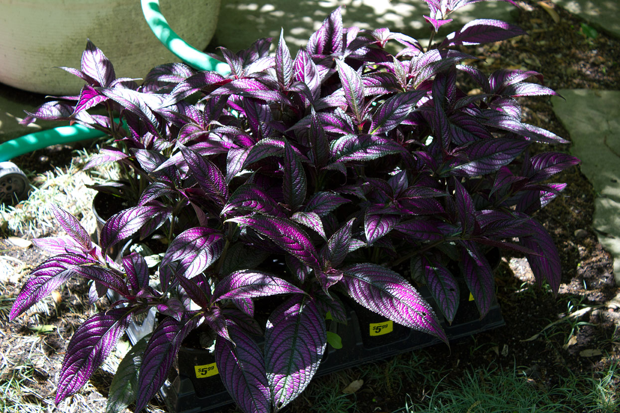 (above) Just another gratuitous artsy photo. The Persian Shield colors can be so iridescent.
