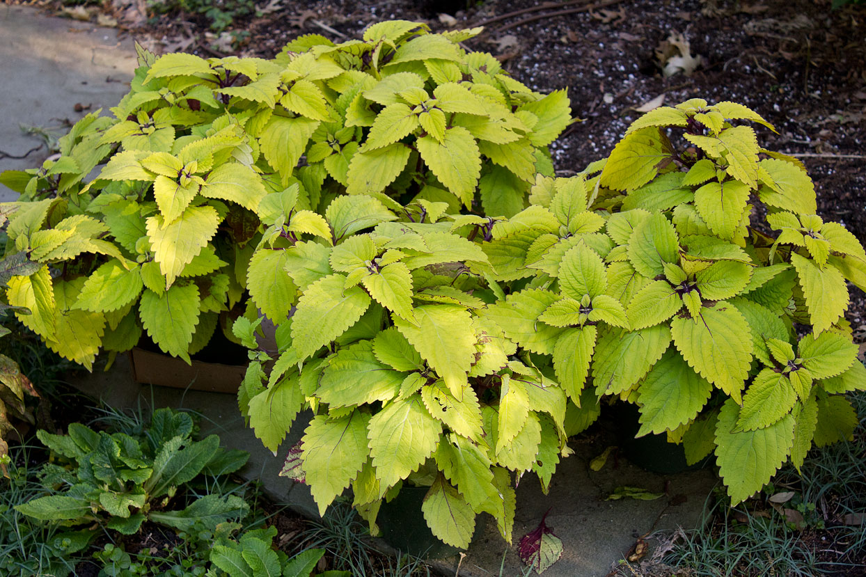 (above) Pineapple Coleus