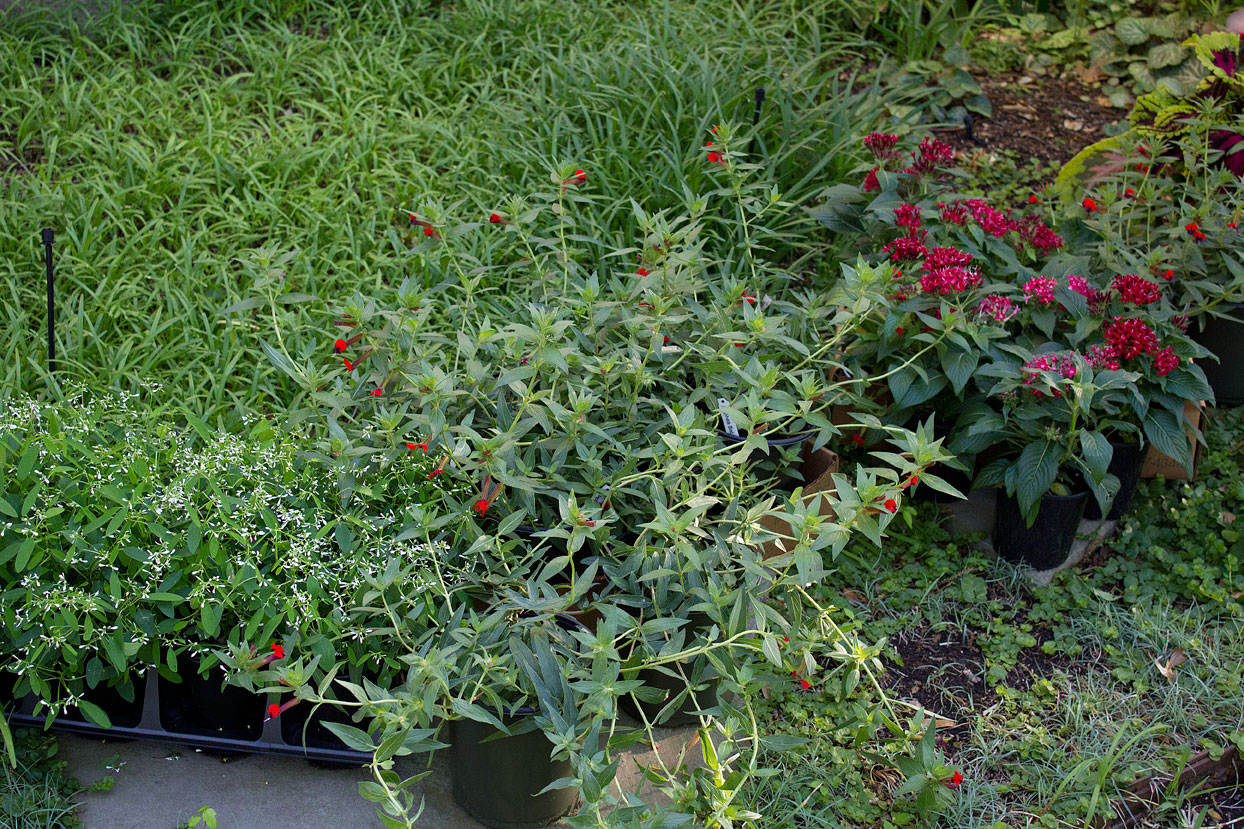 (above from left to right) Diamond Frost Euphorbia, Bat Face Cuphea (which pairs and compliments the Persian Shield), and Red Pentas