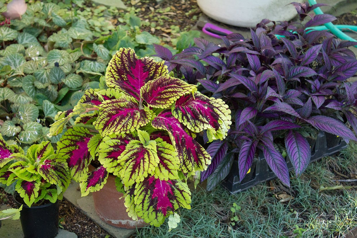 (above from left to right) Kong Rose Coleus and Persian Shield