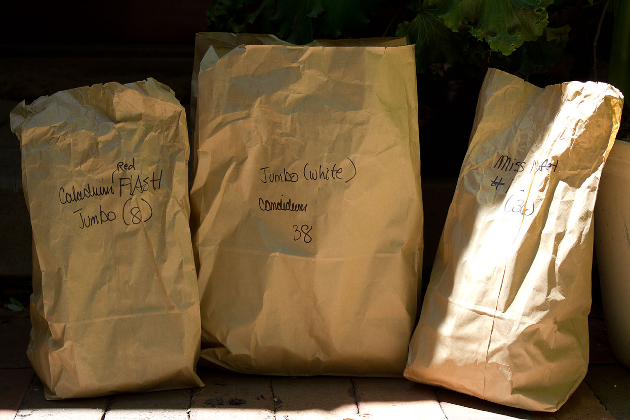 (above) Three kinds of Caladium bulbs. They're last but not least.