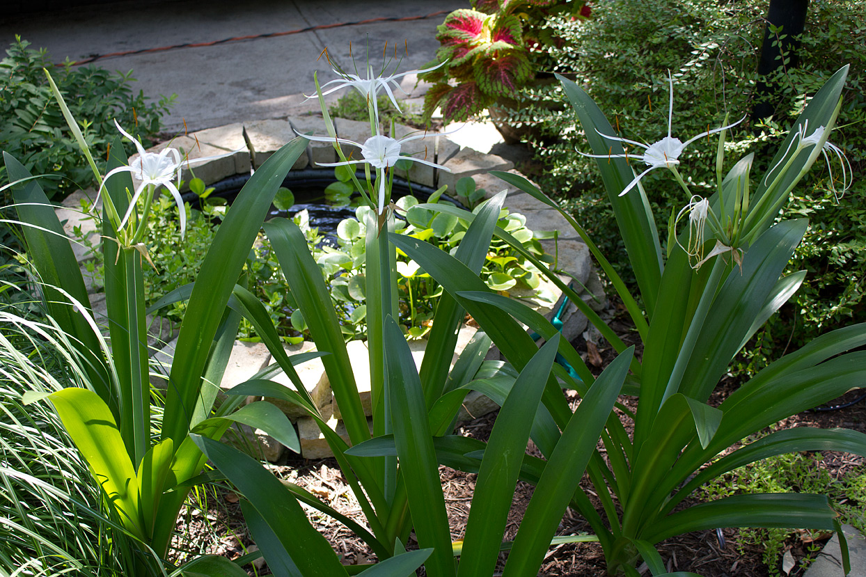 Out of the six newly planted lilies, four have started to flower.