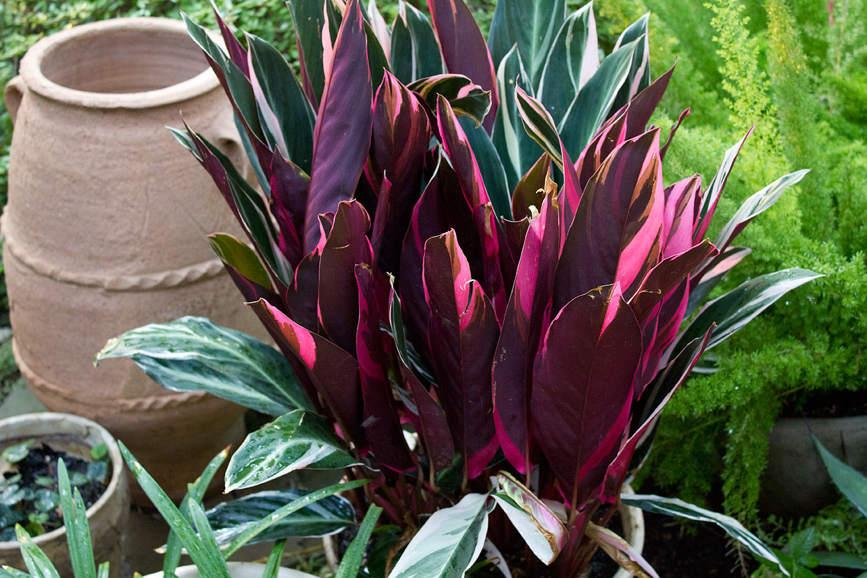 My Stromanthe Tricolor is open for business seven days a week.
