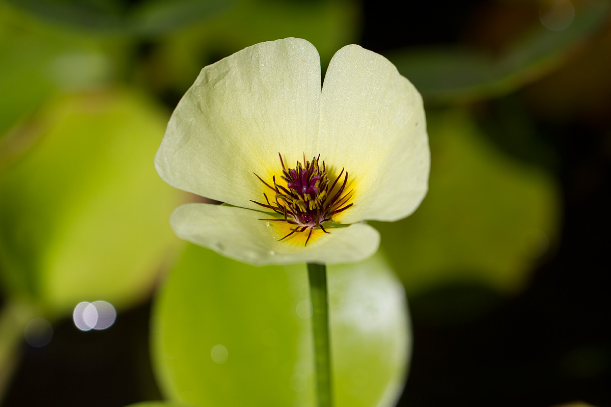 Another macro lens effort.