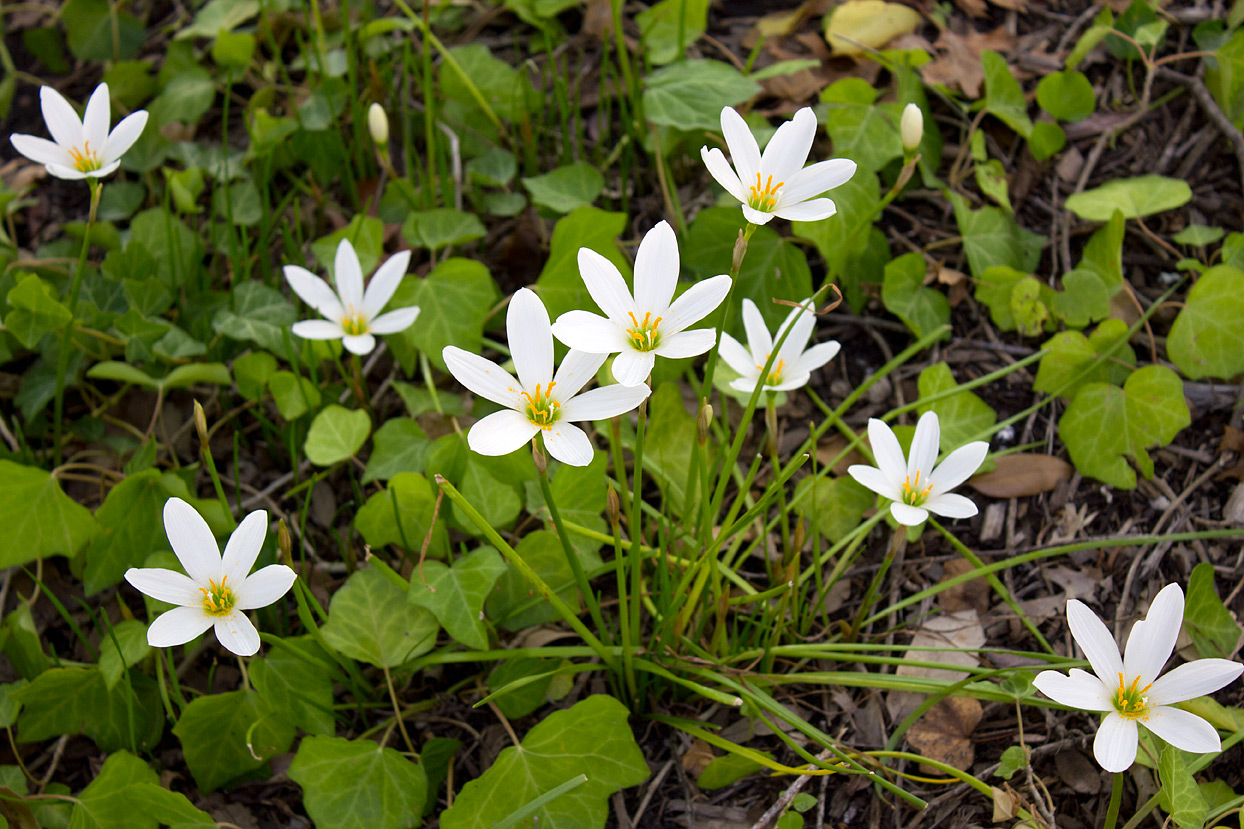 Because they are so blinding white, their details are hard to make out.