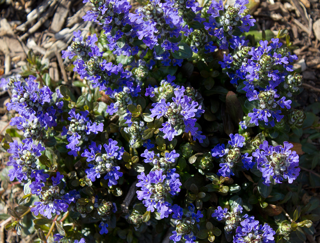 Ajuga reptans ‘Valfredda’ Chocolate Chip