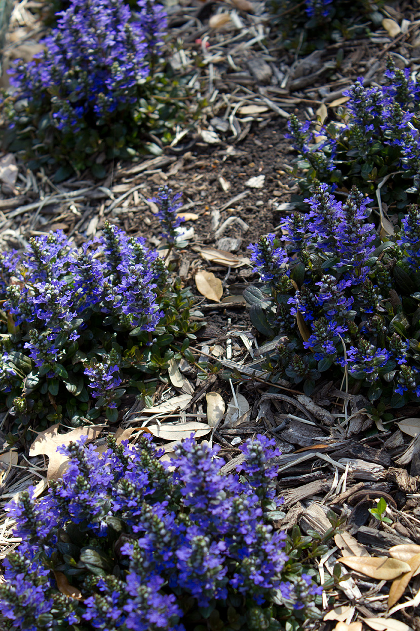 (above) As you can see, the plants are still in their clump phase. There are a few areas where the newly planted Ajuga did not survive, because it didn’t have time to become established before our brutal summer. I will replant those areas, and hopefully, this summer won’t be as bad as the last two.