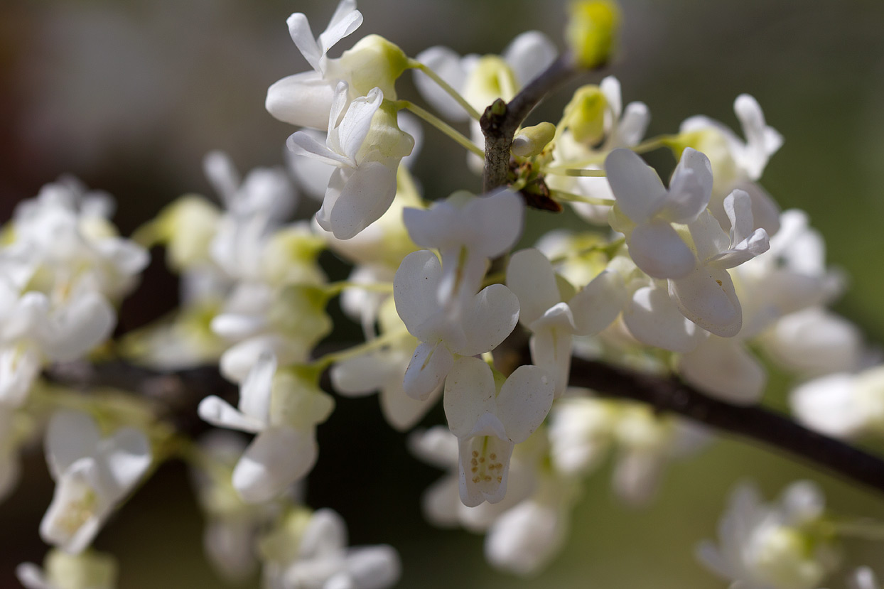 (above) The reason I’m including this photo is only because of the additional flowers populating the background.