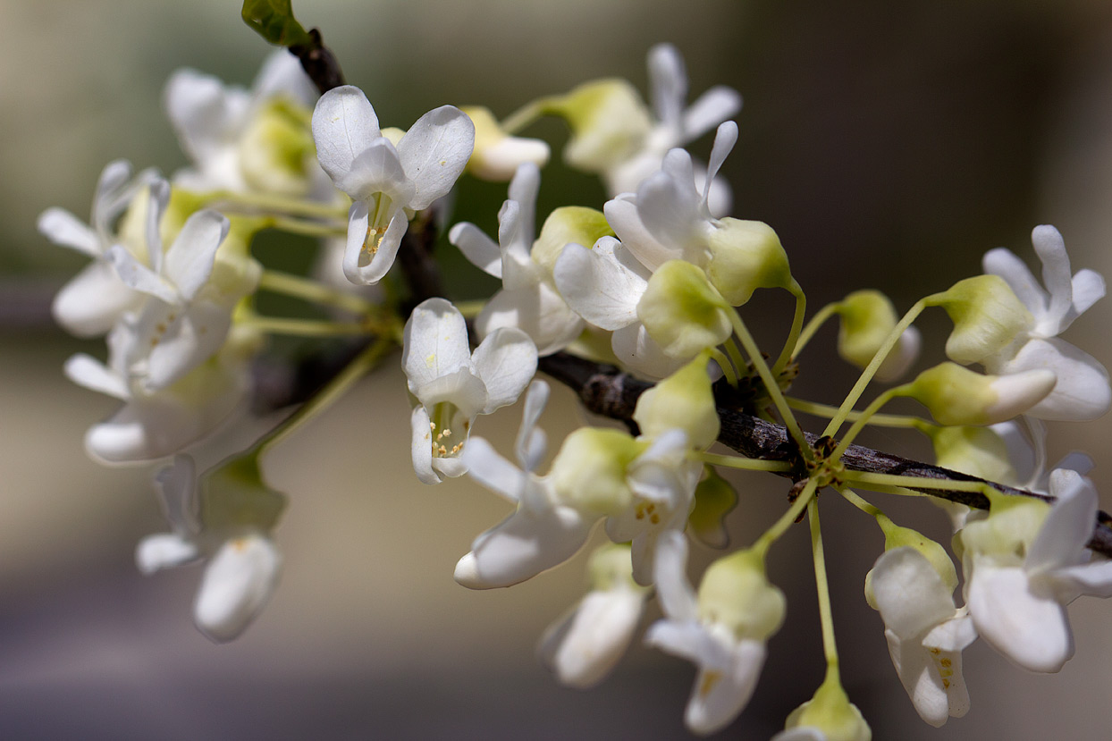 (above) Swaying branches are difficult to photograph. Notice how the individual flower has a pouch and resembles a Slipper orchid. Just a reminder: you can click on these photos to get a much larger version.