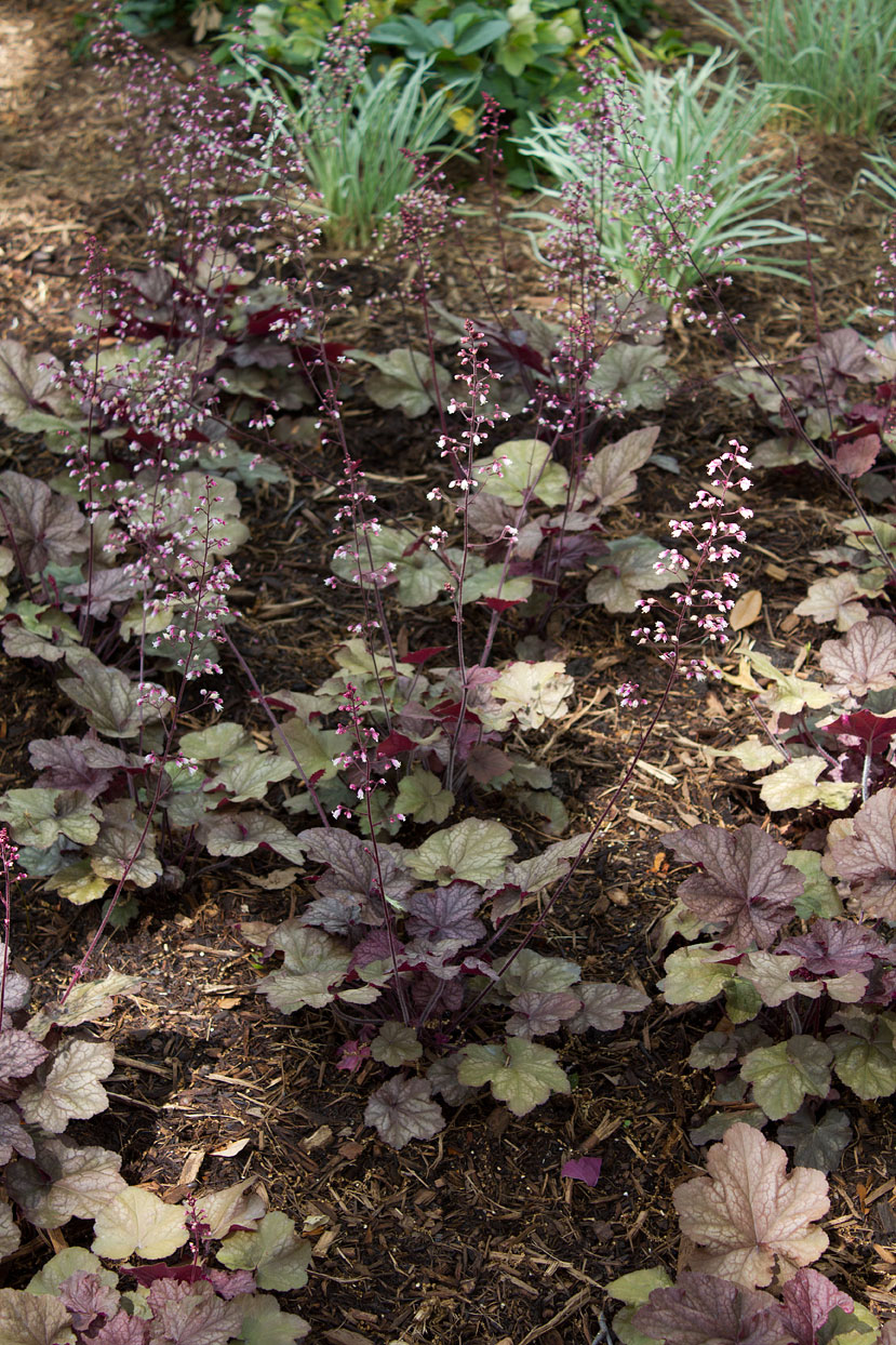 These coral bells were planted six weeks ago.