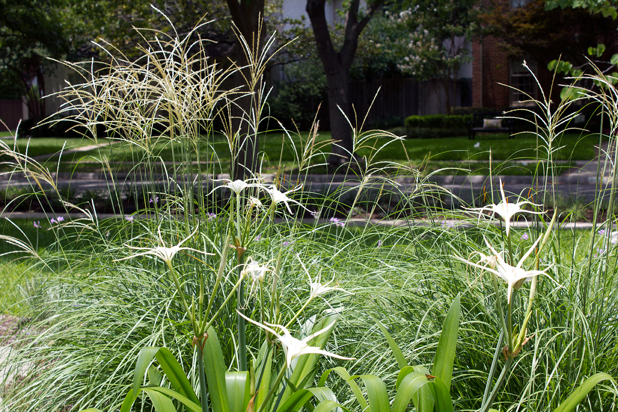 My Spring Spider Lilies and ornamental grass are blooming simultaneously.