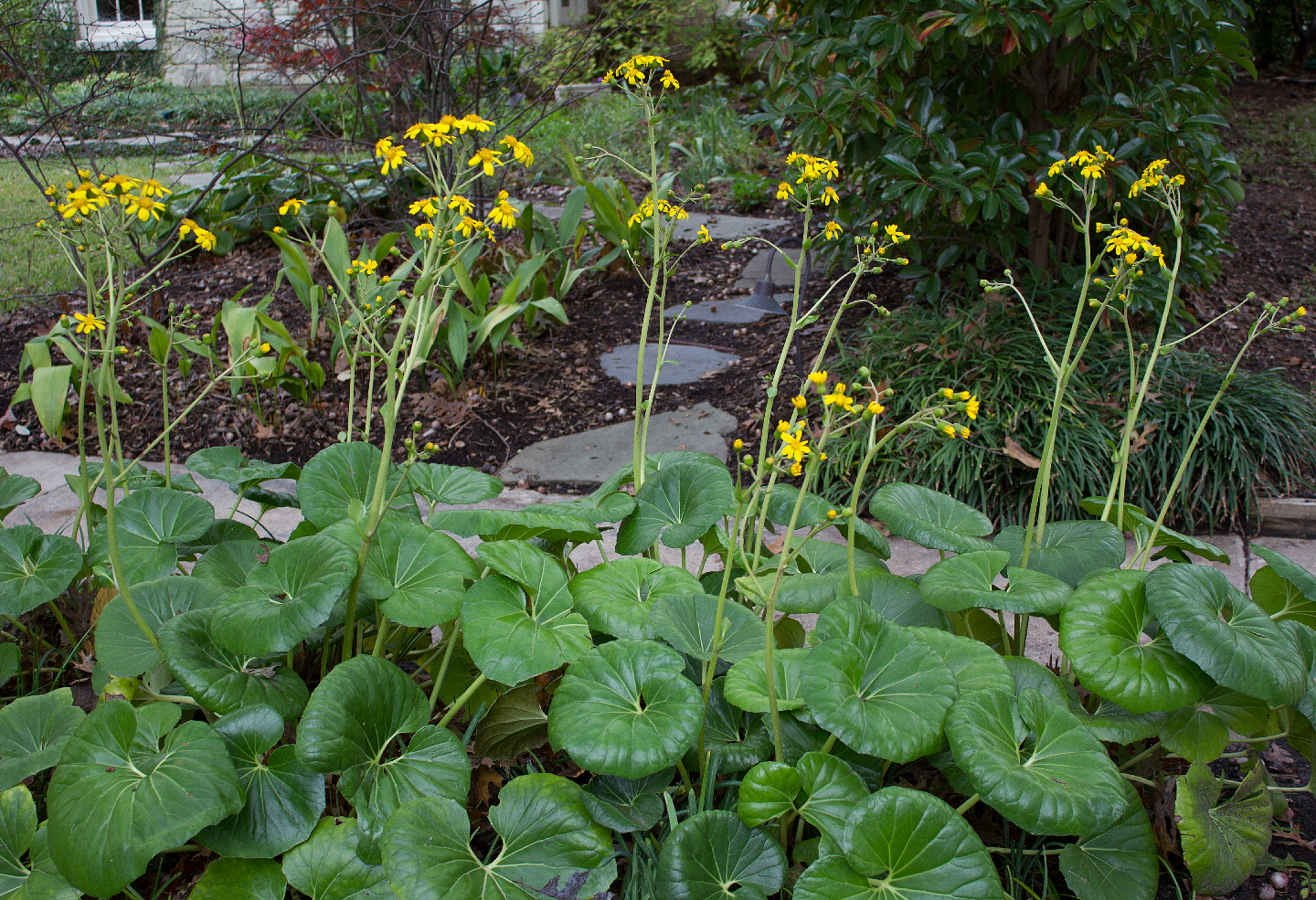 After a week of rain and clouds, it was a cheerful surprise to see these blooms.