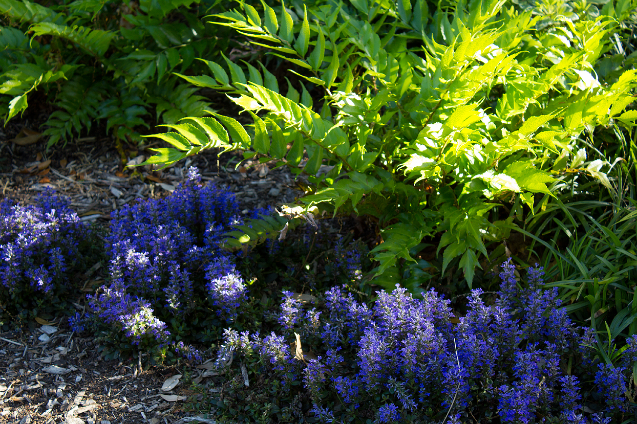 Ajuga ‘Chocolate Chip’ (the purple flowers) the will send it up blooms before it produces new leaves.