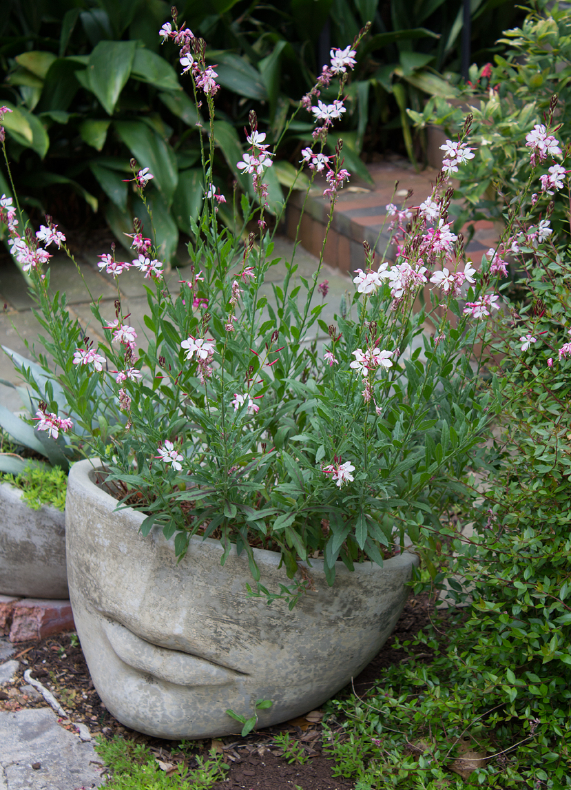 Rosy Jane Gaura (Gaura lindheimeri 'Rosy Jane')