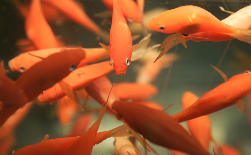 (above) Helen Altman, 'Goldfish' (detail)