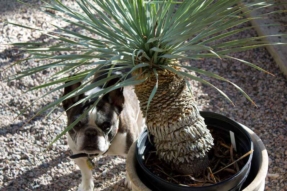This is one plant that Bubba won't mess with.