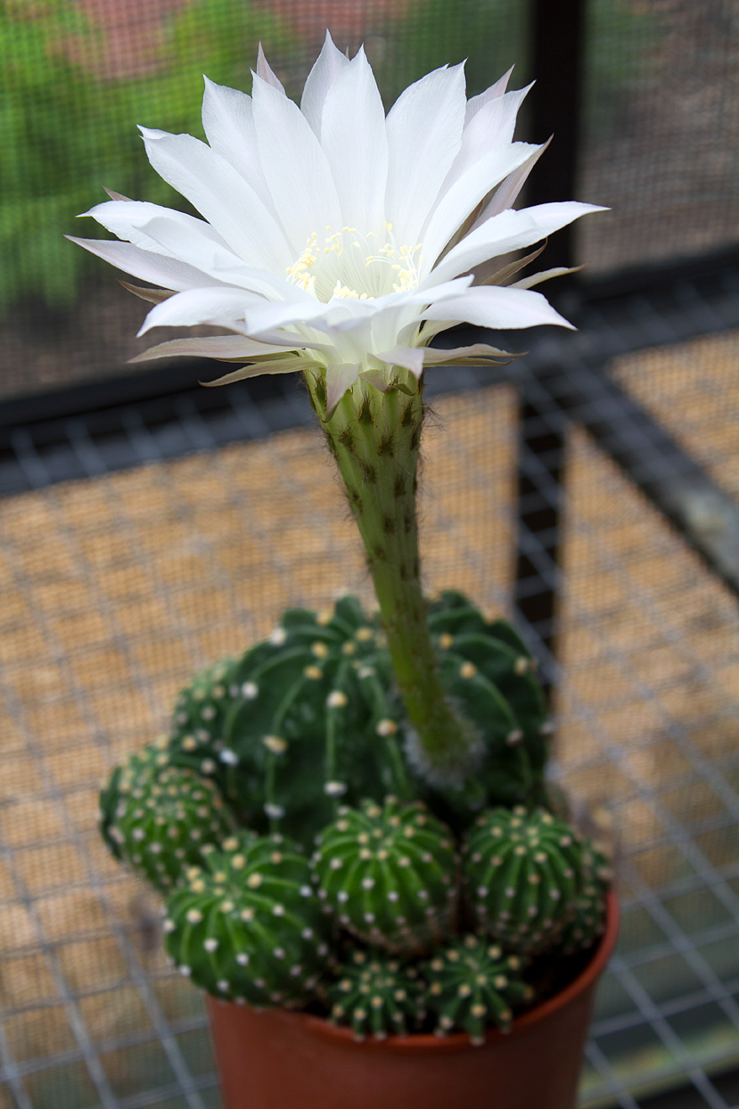 If I hadn’t needed to enter my garage through the greenhouse, I would have missed this one-day beauty.