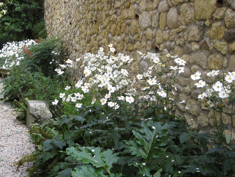 (above) Japanese Anemones within the gardens of Villa Giusti (Giardini Giusti) in Verona, northern Italy.