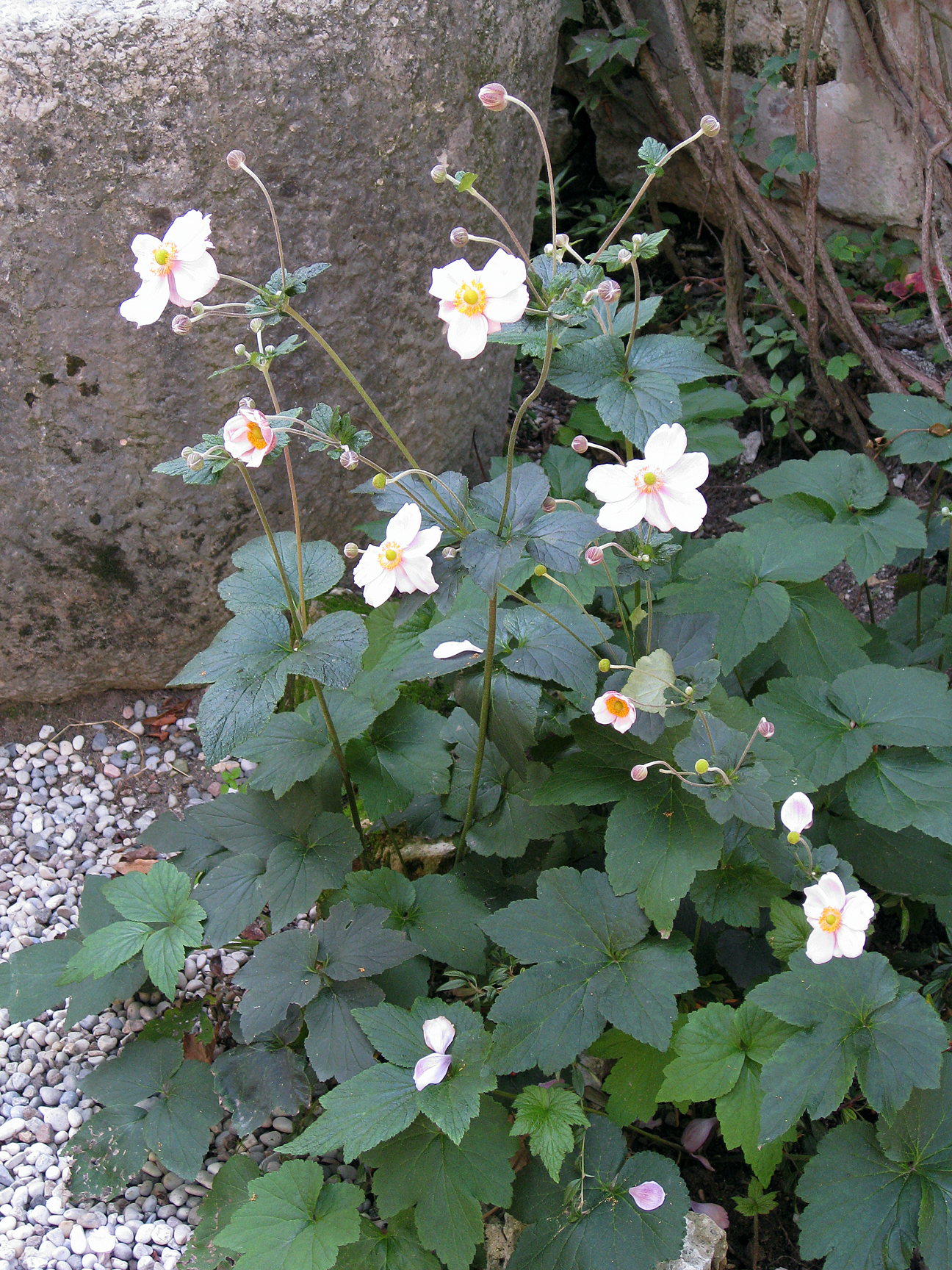 (above) a close-up view of the anemones in the gardens of Villa Giusti