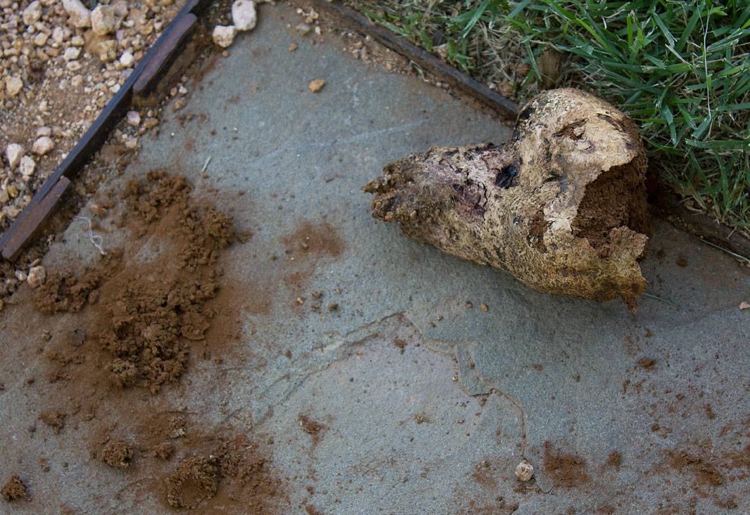 Don’t worry. It’s only a creepy and massive lump of mushroom.